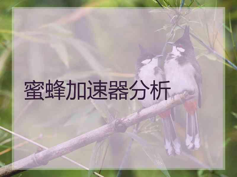 蜜蜂加速器分析