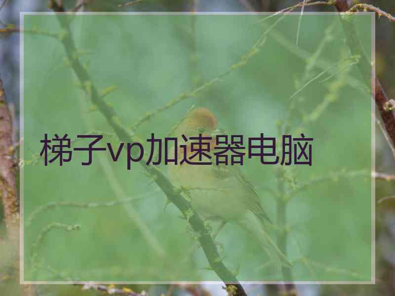 梯子vp加速器电脑